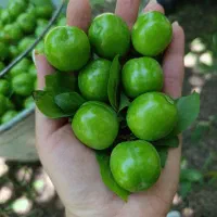 سرکارگر میوه چینی کارگر برای باغداران