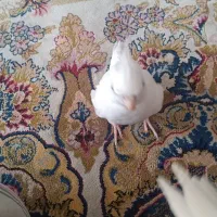 عروس هلندی نر