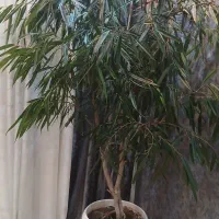 درختچه بنجامین...کاملا سالم