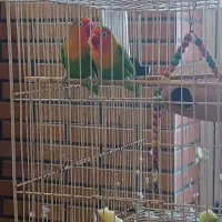 طوطی کوتوله