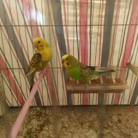 مرغ عشق نژاددار