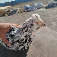 تخم نطفه دارگلین
