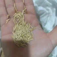 بذر شالی فجر