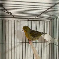 پرنده قناری