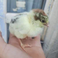 جوجه مرغ (نژاد دار)