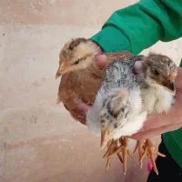 جوجه