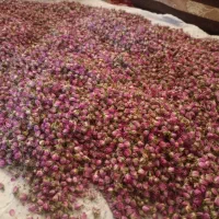 غنچه درجه یک گل محمدی
