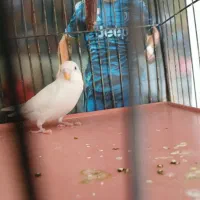یک عدد مرغ عشق 4 ماهه احتمالا نر