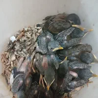 جوجه مینا