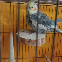 عروس هلندی نر