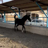 کره نریان ۲۰ ماهه آینده دار شجره عالی