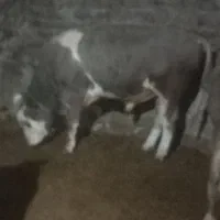 گوساله شاروله سیمینتال  کشتاری