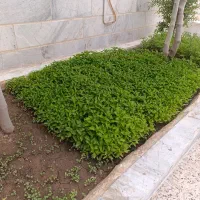 نهال فلفل و گرجه گیلاسی