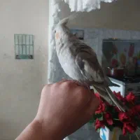 عروس هلندی