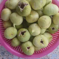 انجیر ۱۱۰ استهبان