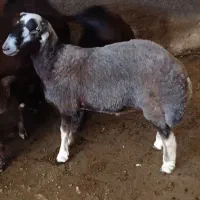 بره نر ژندار هترو