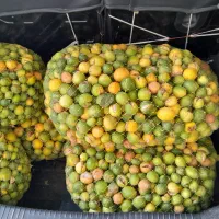 لیمو آبگیری خورموج عالیشهر خط ساحلی بوشهرکیلو ۱۴۰