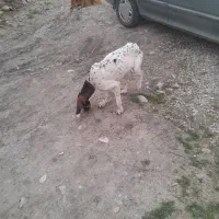 نر یکساله دنبلان وارد