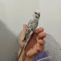 مرغ عشق انگلیسی دستی با قفس صورتی