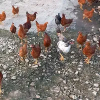 فروش جوجه محلی سالم سرحال