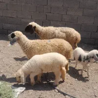 میش بره