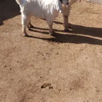 بز زاییده|حیوانات مزرعه|تربت جام, شهید مدرس|دیوار