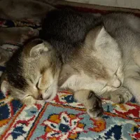گربه|گربه|قوچان, |دیوار