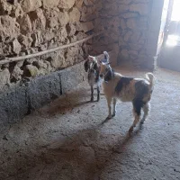 بزغاله