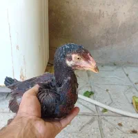 جوجه لاری اصل