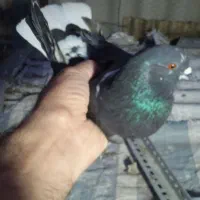 کفتر پرشی دم‌سفید‌ چونه نره
