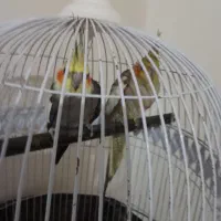 جفت عروس کار داده هم فروش هم معاوضه با قناری