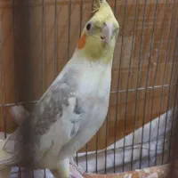 عروس هلندی ابلق نر