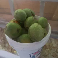 فروش گردو سبز تازه