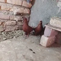 کفتر دمسفید
