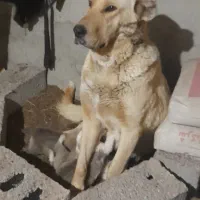 سگ سرابی اصیل ماده