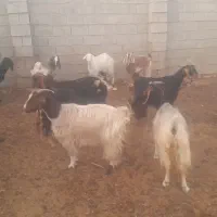 بز داشتی جوان جفتی ۳۴میلیون