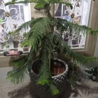 گل نخل مطبق