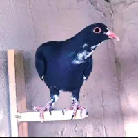 پلنگ
