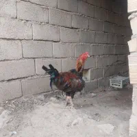 حیوان مزرعه