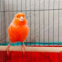 قناری نر خوش رنگ سرخ