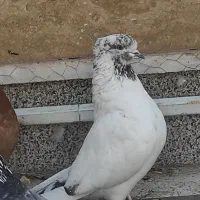 کبوتر پرشی