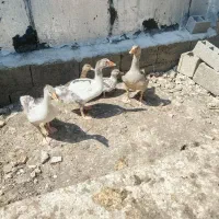 سه تا غاز و دوتا اردک رشتی