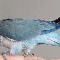 راهب فول فول اهلی نر