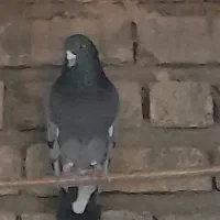 کفتر پلاس طوقی