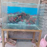 آکواریوم شیشه خم