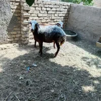 میش بره ماده