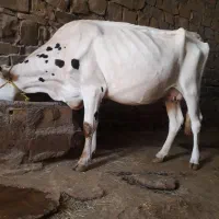 گاو سمینتال شیری