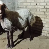 گوسفند جوان