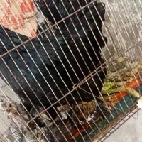 مرغ سیاه کاکولی
