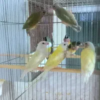فنچ گلدین ماده تک و تخم نطفه دار گلدین موجوده